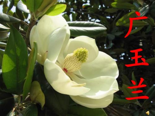 《广玉兰》课件