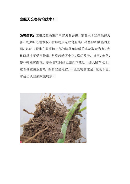 韭蛆无公害防治技术