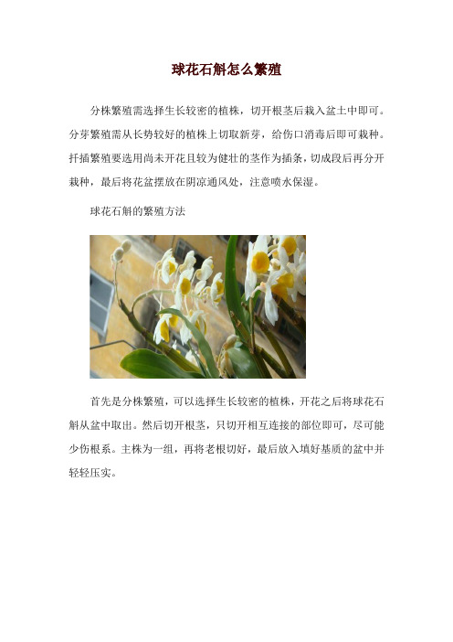 球花石斛怎么繁殖