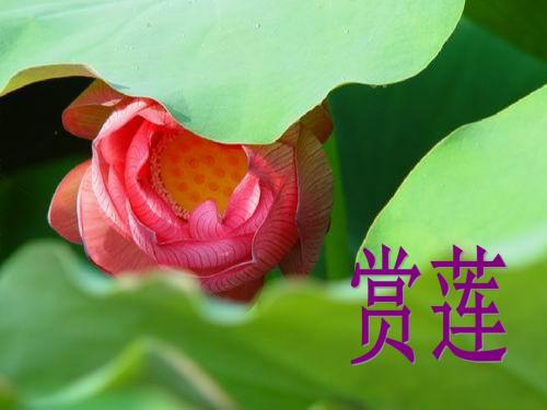 《爱莲说》公开课.ppt
