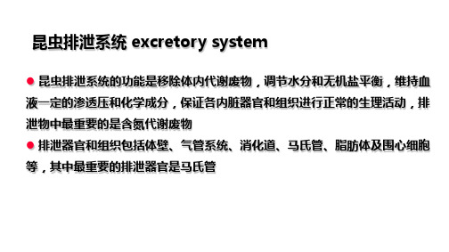 12昆虫的排泄系统