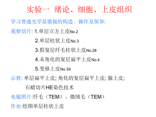 01实验一、显微镜使用及上皮组织