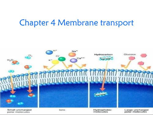 《细胞生物学》——细胞4章 物质的跨膜运输2-7