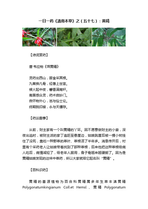 一日一药《滇南本草》之（五十七）：黄精