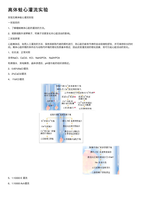 离体蛙心灌流实验