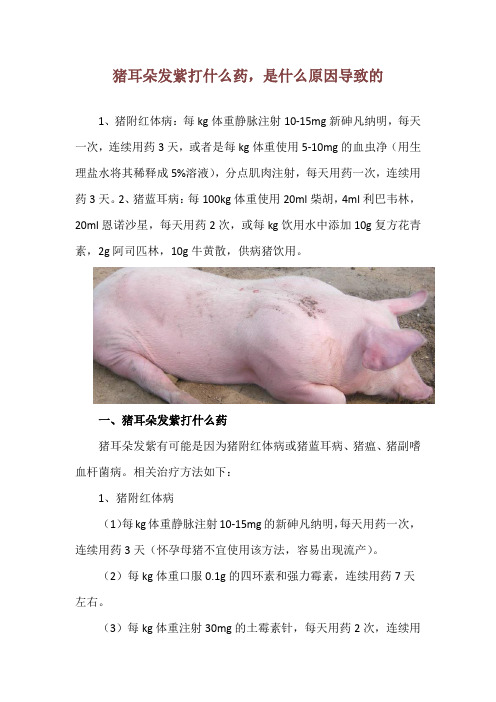 猪耳朵发紫打什么药,是什么原因导致的