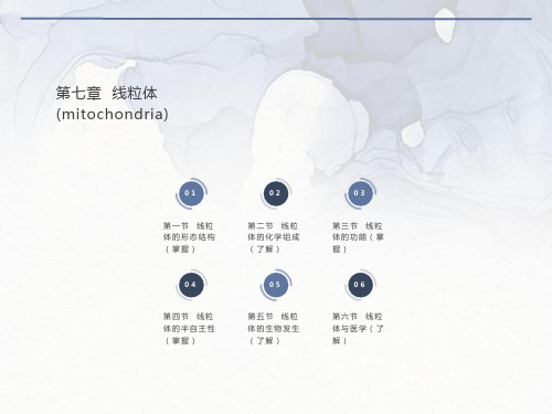 细胞生物学第六章线粒体