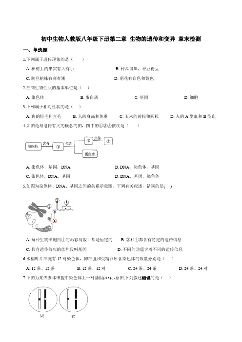 初中生物人教版八年级下册第二章 生物的遗传和变异 章末检测（含解析）