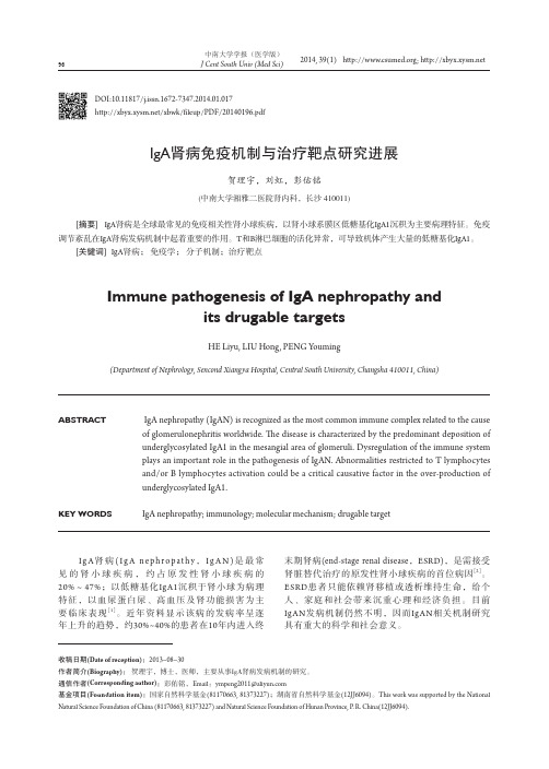 IgA肾病免疫机制与治疗靶点研究进展
