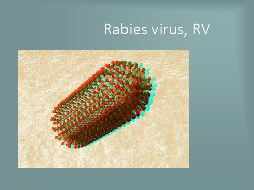 医学微生物  狂犬病毒PPT