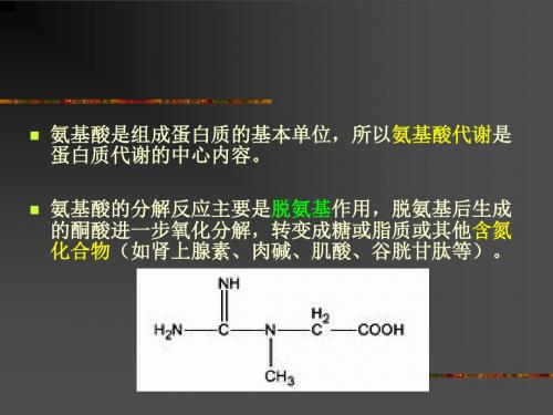 氨基酸代谢PPT课件