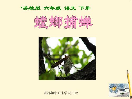 六年级语文下册 螳螂捕蝉课件 苏教版