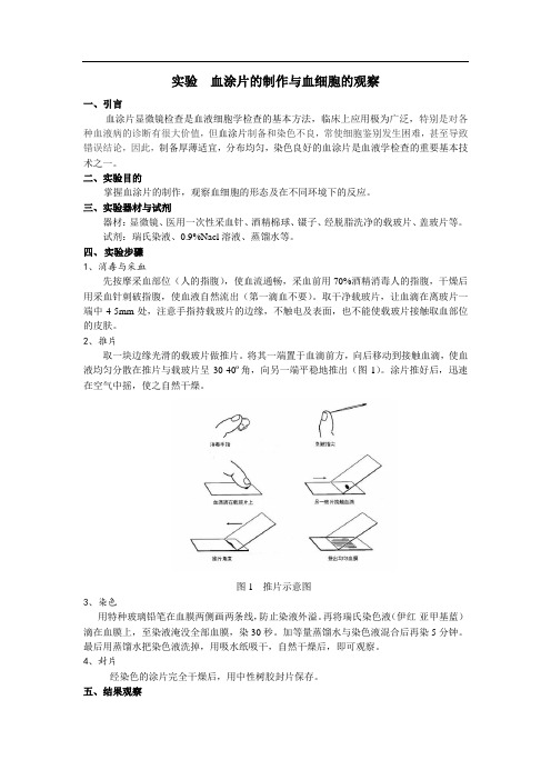 实验血涂片的制作与血细胞的观察