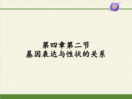 4.2 基因的表达与性状的关系 人教版()高中生物必修二课件 (共31张PPT)