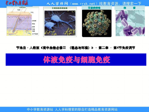 山东版必修3第二节《细胞免疫与体液免疫》ppt说课稿