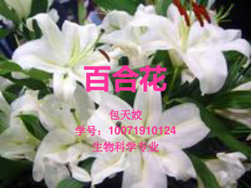 百合花