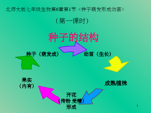 七年级生物 种子萌发形成幼苗课件 北师大版