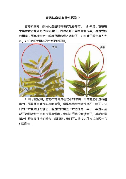 香椿与臭椿有什么区别？