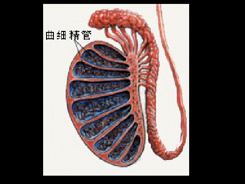 减数分裂过程动态图PPT课件