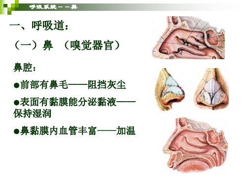 学前儿童卫生保健-呼吸系统-PPT课件