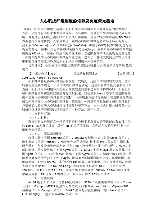 人心肌成纤维细胞的培养及免疫荧光鉴定