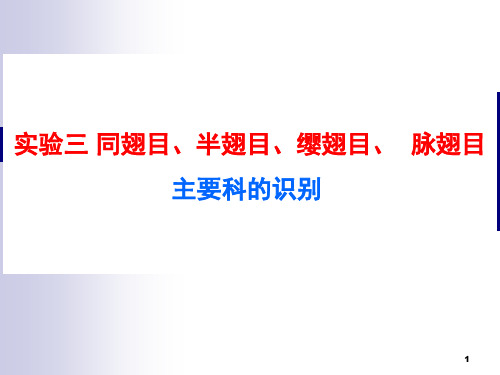 实验三同翅目、半翅目、缨翅目、脉翅目主要科的识别