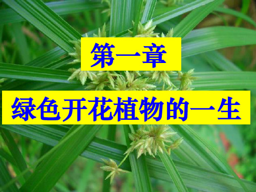 绿色开花植物的一生--复习整理ppt课件