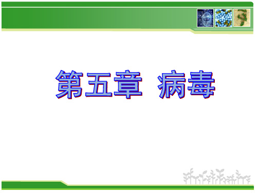 人教版初中生物课标版八年级上册第五单元第五章病毒第五章病毒)(共27张PPT)