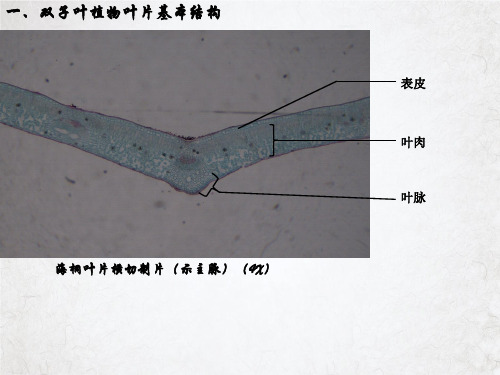 植物学实验四课件PPT