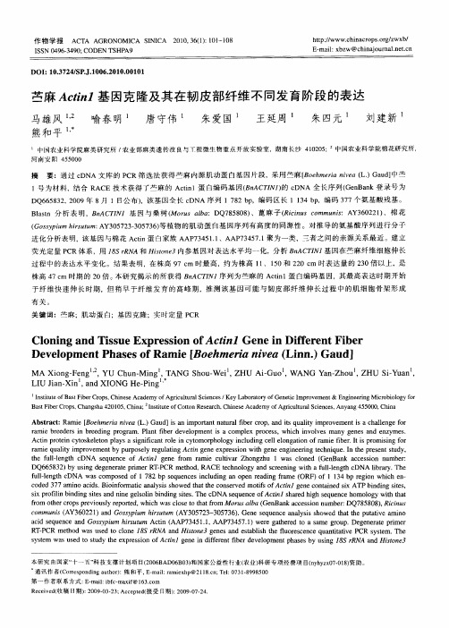 苎麻Actin1基因克隆及其在韧皮部纤维不同发育阶段的表达