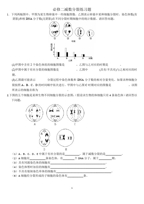 必修二减数分裂练习题