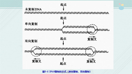 药品生物技术《3DNA复制的起点》