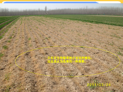 【正式版】除草剂与小麦PPT文档