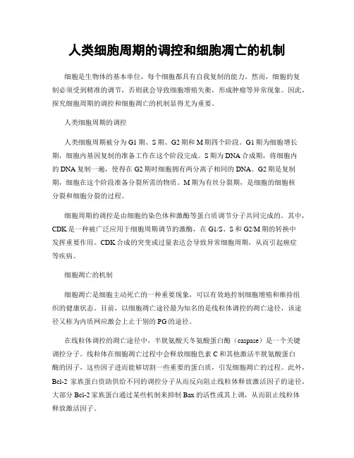 人类细胞周期的调控和细胞凋亡的机制