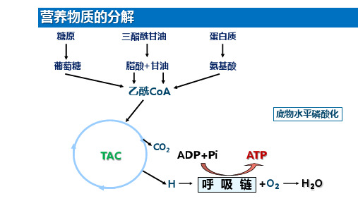 生物氧化1-呼吸链的组成