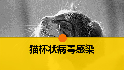 猫的病毒性传染病(猫杯状病毒感染)-宠物医生课件