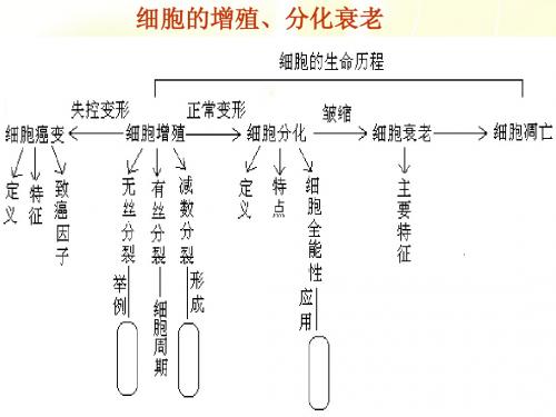 4 细胞增殖分化癌变衰老