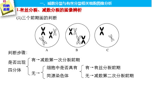 减数分裂和有丝分裂图像和曲线图总结