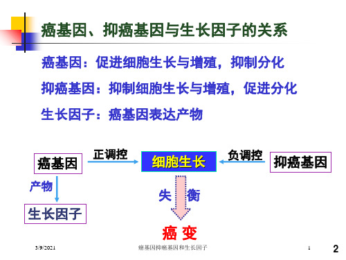 癌基因抑癌基因和生长因子培训课件