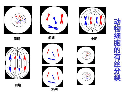 减数分裂课件(还不错)