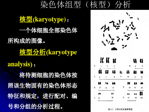 核型分析