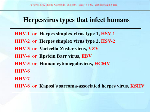 人类疱疹病毒HHV)培训课件