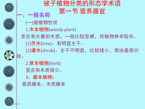 被子植物分类的形态学术语(1)