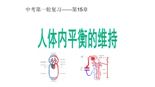 生物八 人体内平衡的维持 复习课件(共计38张PPT)