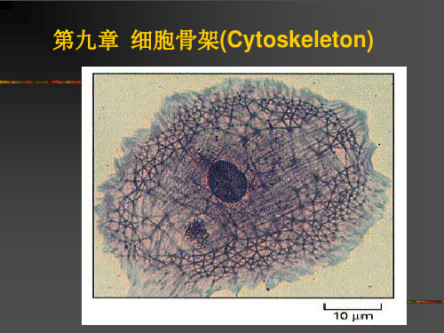 细胞生物学：第10章 细胞骨架