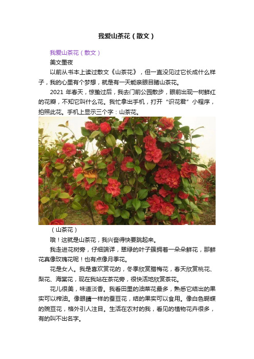 我爱山茶花（散文）