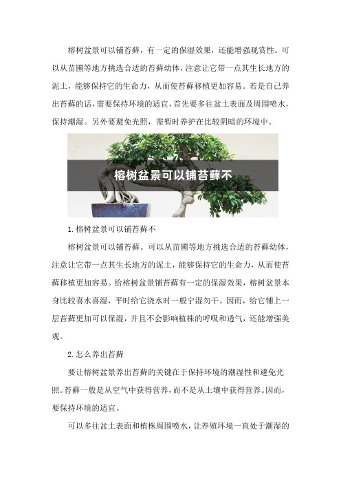 榕树盆景可以铺苔藓不,怎么养出苔藓