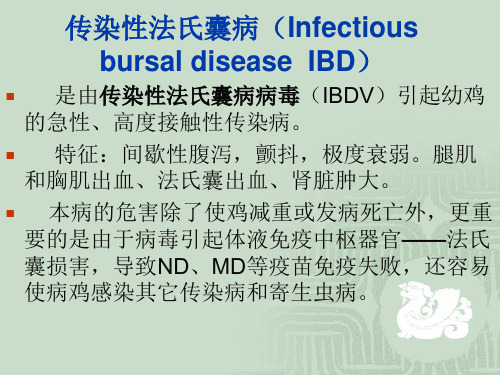 传染性法氏囊病
