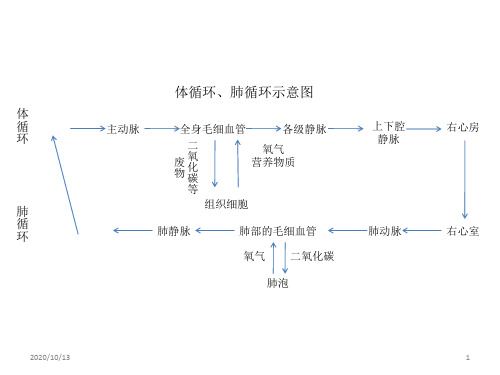 体循环、肺循环示意图PPT课件