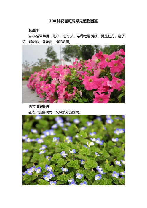 100种花园庭院常见植物图鉴